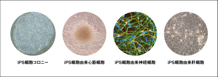 iPS細胞・生体試料